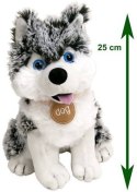 Paws plusz pies Husky Snowstar 25cm